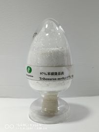 Tribenuron-methyl95% TC, สารกำจัดวัชพืชทางการเกษตร, วัชพืชใบกว้างหลังคุมกำเนิด